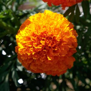 MARIGOLD AFRICAN COCO ORANGE DEEP_Bloom_Bloom
