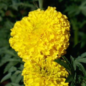 MARIGOLD AFRICAN COCO YELLOW_Bloom_Bloom