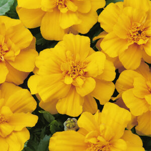 MARigold DURango GOLd