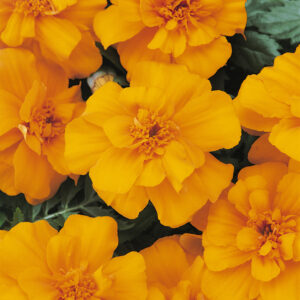 MARigold DURango ORAnge