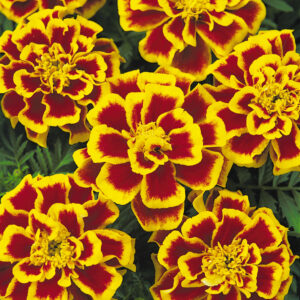 Marigold Durango Bee