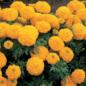 Marigold Inca Gold