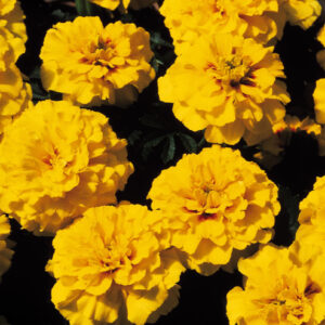 Marigold Janie Bright Yellow