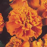 Marigold Janie Deep Orange