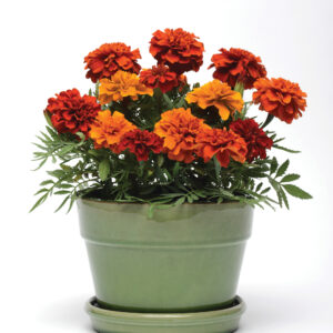 Marigold Fireball