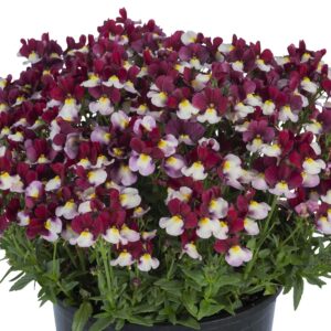 NEMESIA ESCENTIAL CHERRYBERRY_Container_Container