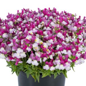 NEMESIA ESCENTIAL ZAZZLEBERRY_Container_Container