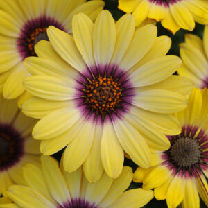 Osteospermum Blue Eyed Beauty