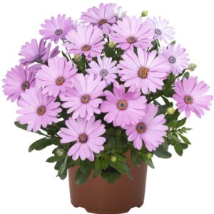 Osteospurmum Margarita Plus Pink