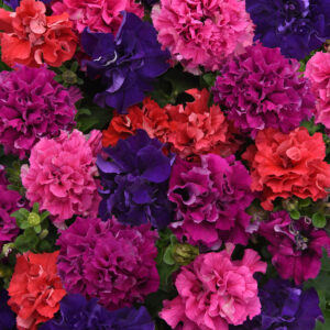 PETUNIA DOUBLE DOUBLE CASCADE MIX BOLD_Bloom_Bloom