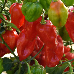 Pepper Primero Red