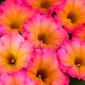 Petunia Flower Shower Mayan Sunset