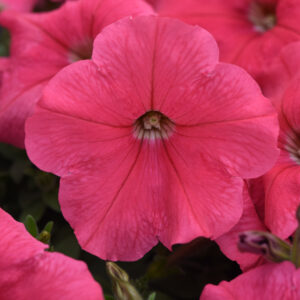 Petunia_E3_easy_wave_Coral_Bloom