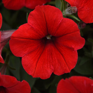 Petunia_E3_easy_wave_Red_Bloom