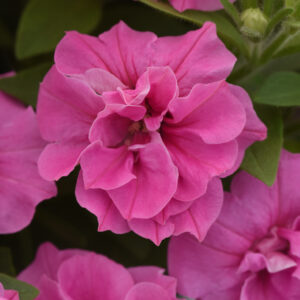 Petunia_vegetative_Double_vogue_Pink_Bloom