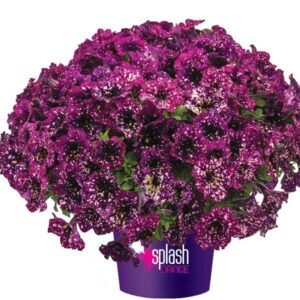 Petunia_vegetative_Splash_dance_Magenta_mambo_Pot on Sweep