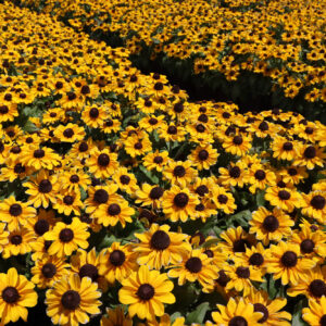 RUDBECKIA TABLEMATE GOLD_Production_Production