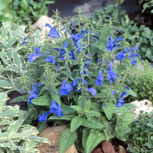 Salvia Patio Deep Blue