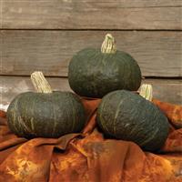 Squash Buttercup Space Station