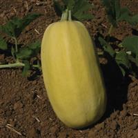 quash Vegetable Spaghetti