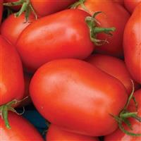 Tomato Roma Solanum lycopersicum Form: Liner, Other, Plug,