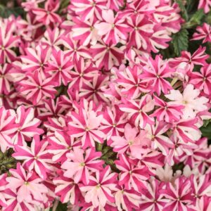 VERBENA VEGETATIVE SUPERBENA CHERRYBURST_Bloom_Bloom