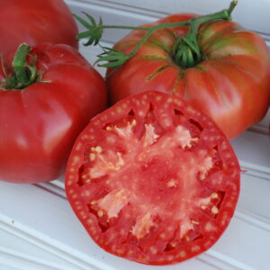 VF TOMATO PRUDENS PURPLE