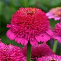 Zinnia Zinderalla Purple