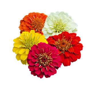 Zinnia Zinnita Mix