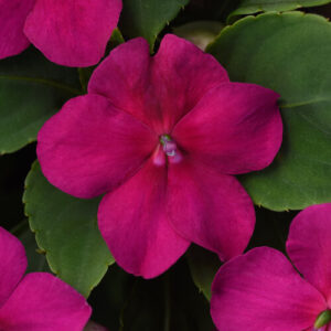 Beacon Violet Shades Impatiens Color Code: 227c PAS 2020, #IM17-700 Bloom, Seed 07.17.18 Elburn, Mark Widhalm IM17-700_02.JPG IMP18-24471.JPG