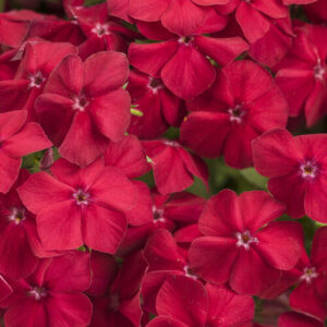 phlox_southern_blaze_red_hot_tag