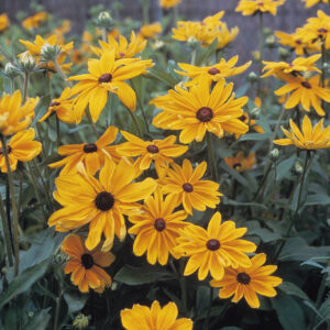 RUDBECKIA Indian Summer