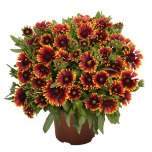 Gaillardia SpinTop Orange Halo_29199