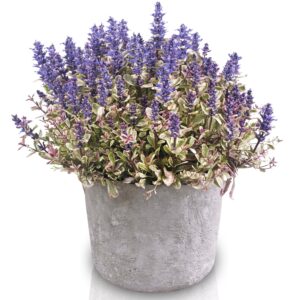 AJUGA REPTANS PRINCESS NADIA_Pot on Sweep_Pot on Sweep