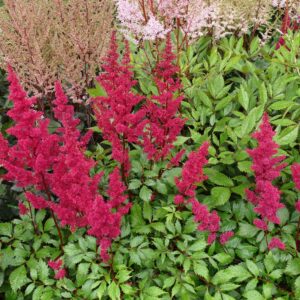 ASTILBE CHINENSIS VISIONS VOLCANO_Landscape_Landscape