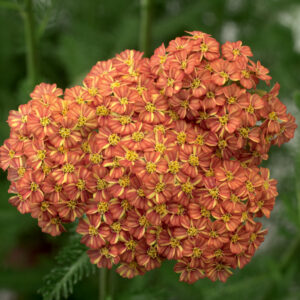 Achillea_DesertEve_Terracotta_70008231