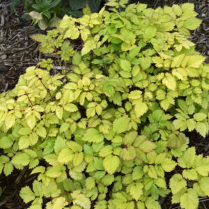 Astilbe Amber Moon_CJW (6)