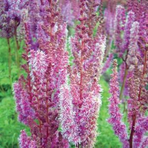 Astilbe Taquetii Superba