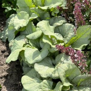 BRUNNERA MACROPHYLLA ALEXANDRIA_Garden_Garden