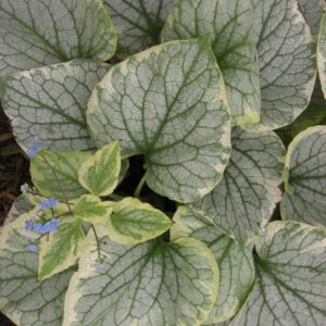 Brunnera King`s Ransom-1-D