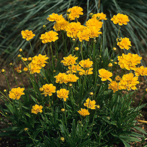 Coreopsis Early Sunrise Tickseed