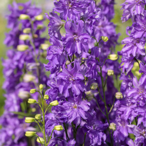 DELPHINIUM DELGENIUS BREEZIN_Bloom_Bloom