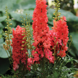 DELPHINIUM ELATUM RED LARK_Bloom_Bloom
