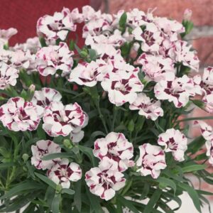 DIANTHUS EVERLAST CHERRY SWIRL_Bloom_Bloom
