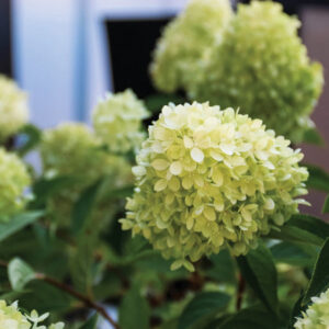 DragonBabyBEhydrangea