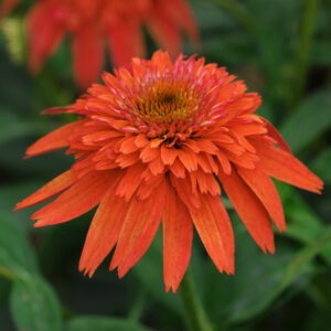Echinacea Double Scoop Mandarin Coneflower
