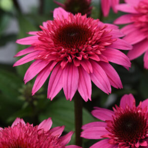 Echinacea Double Scoop Watermelon Deluxe