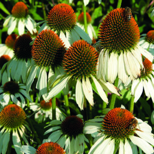 ECHINACEA PURPUREA WHITE SWAN_Garden_Garden