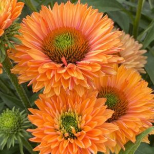ECHINACEA SUNSEEKERS PUMPKIN PIE_Bloom_Bloom