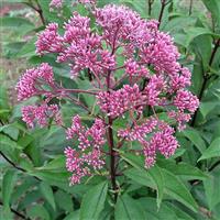 Joe Pye Weed